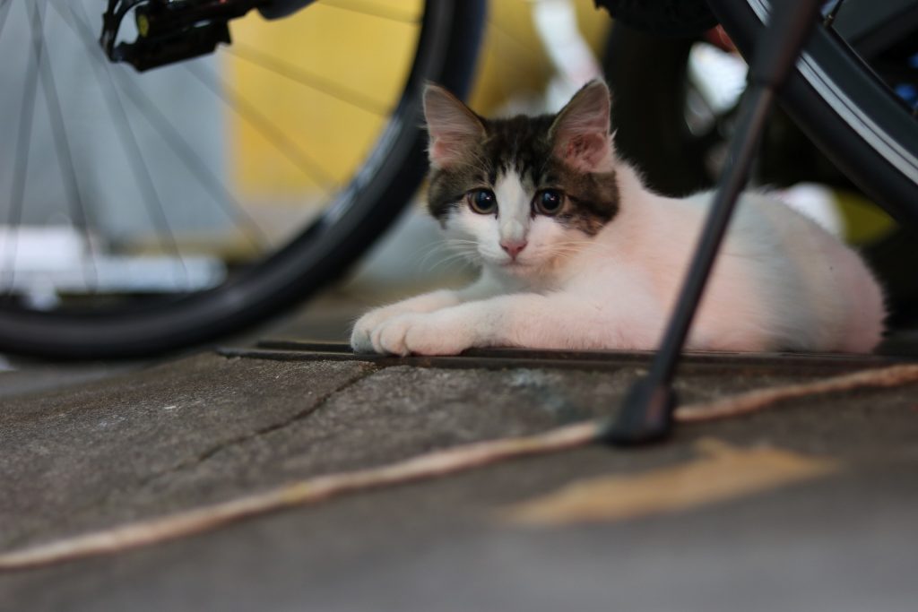 自転車の隙間が好きなネコ