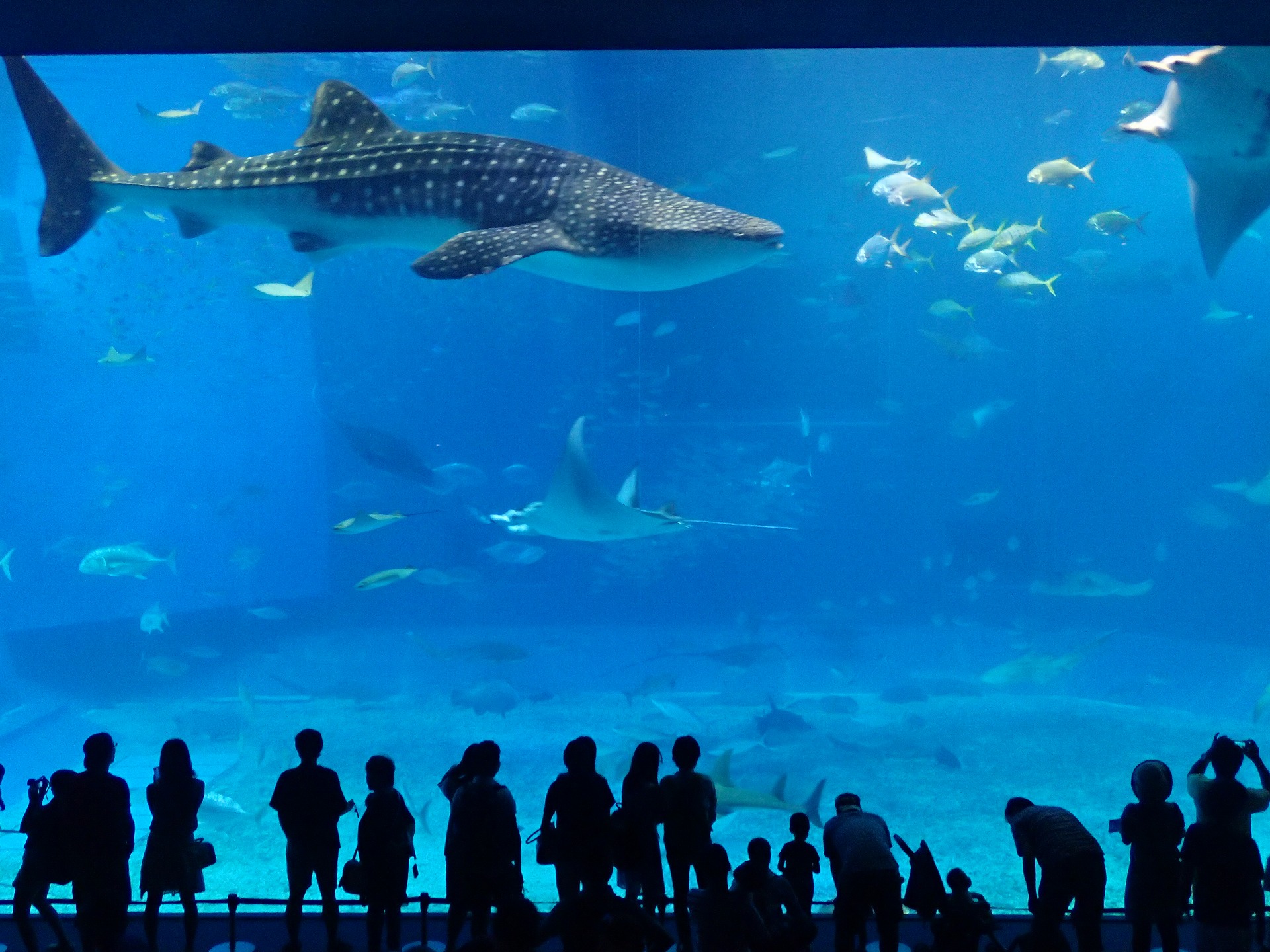 美ら海水族館の巨大なジンベイザメ