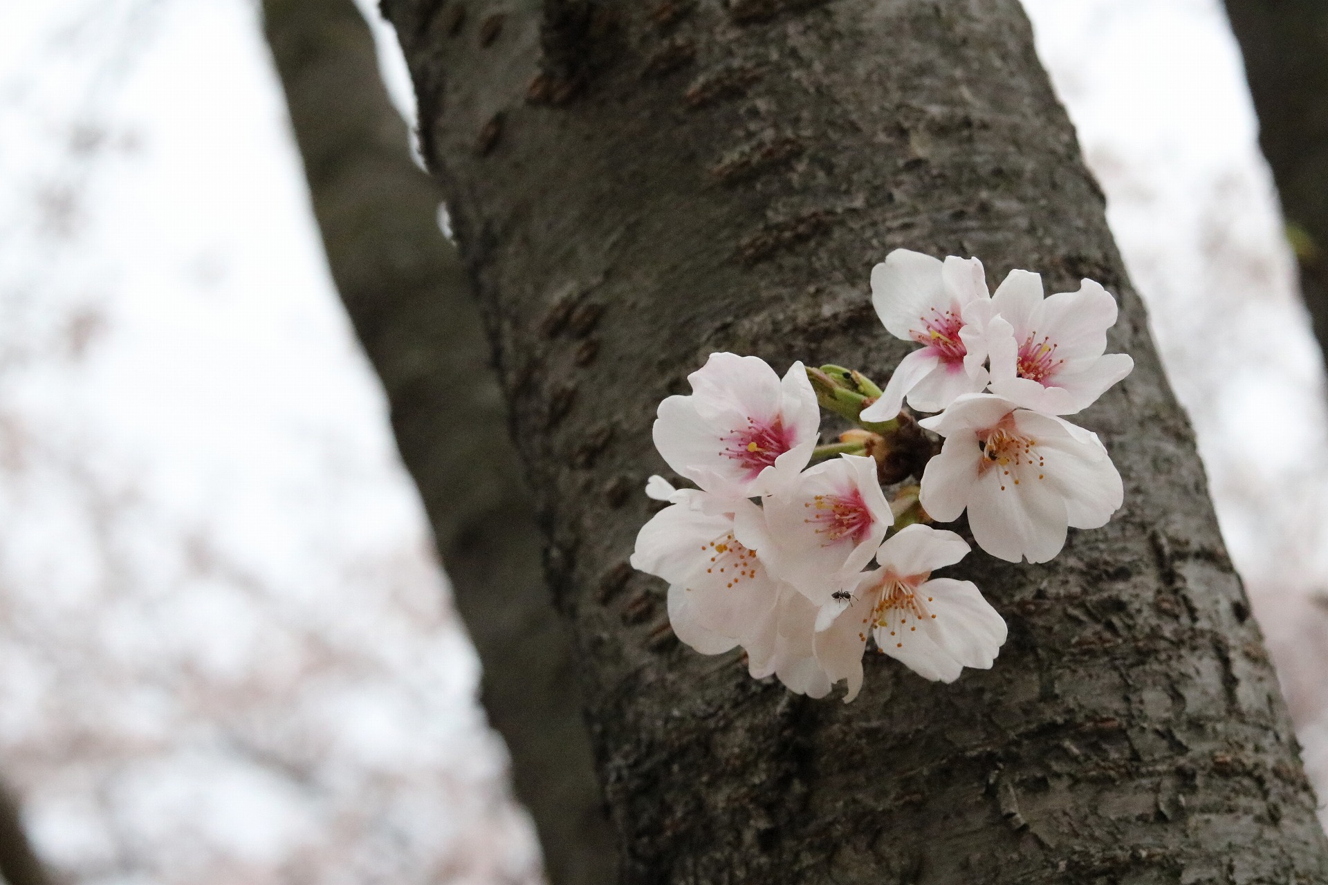 木の枝からはぐれた桜の花びら