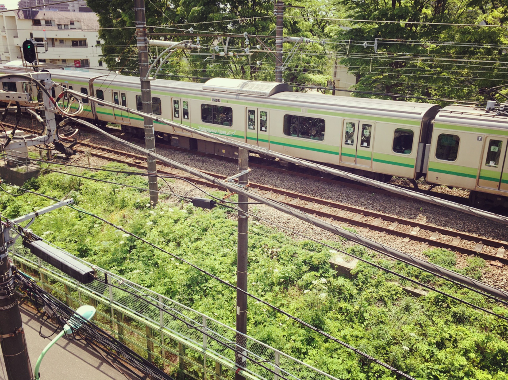 線路の緑と電車の緑がマッチしている