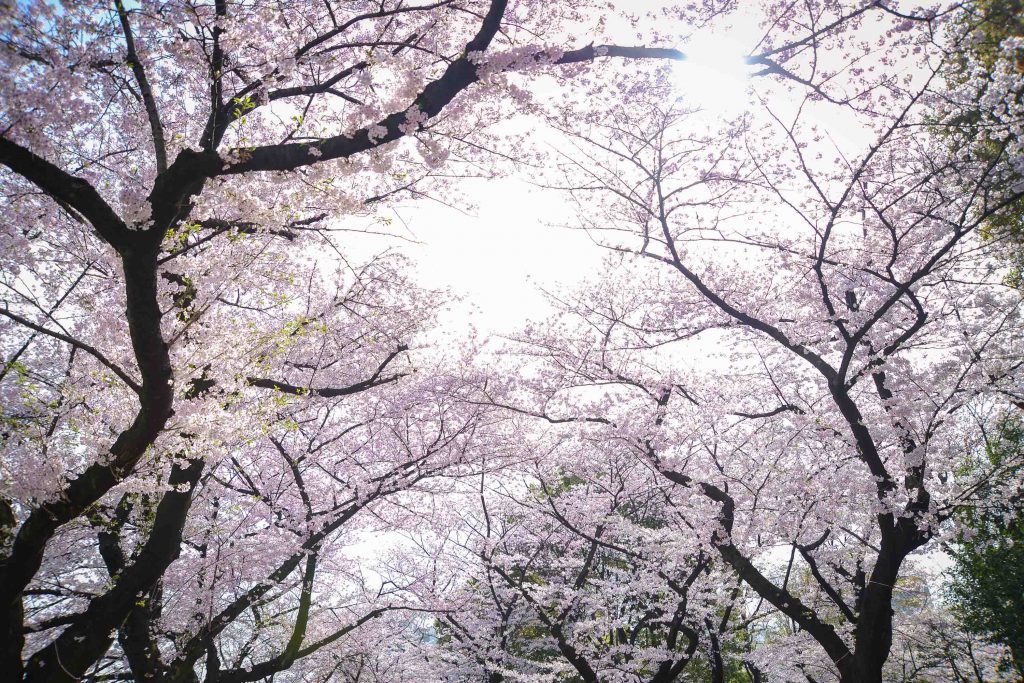 満開の桜並木が空を包み込む