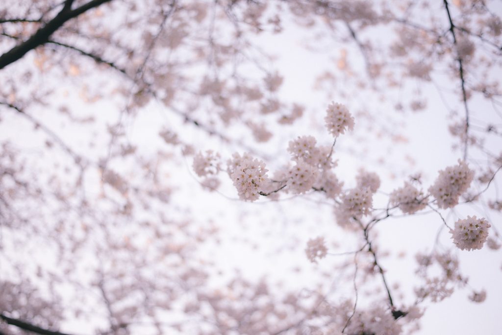 儚い桜の花びら