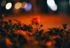 夜のアスファルトに咲くバラ