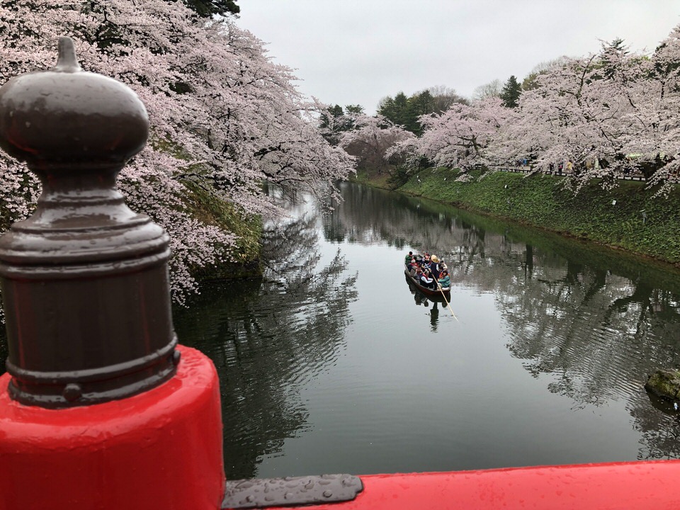 桜に囲まれた川を渡る船